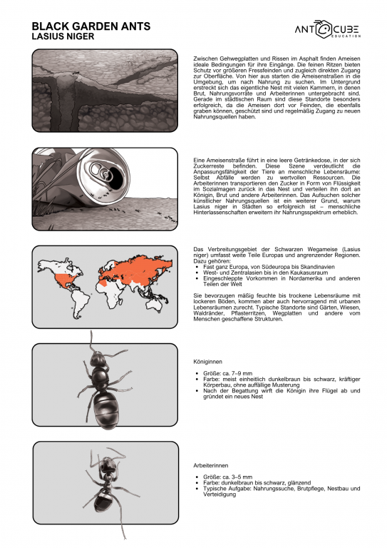 Poster - Lasius niger Lebensweise - 70x50